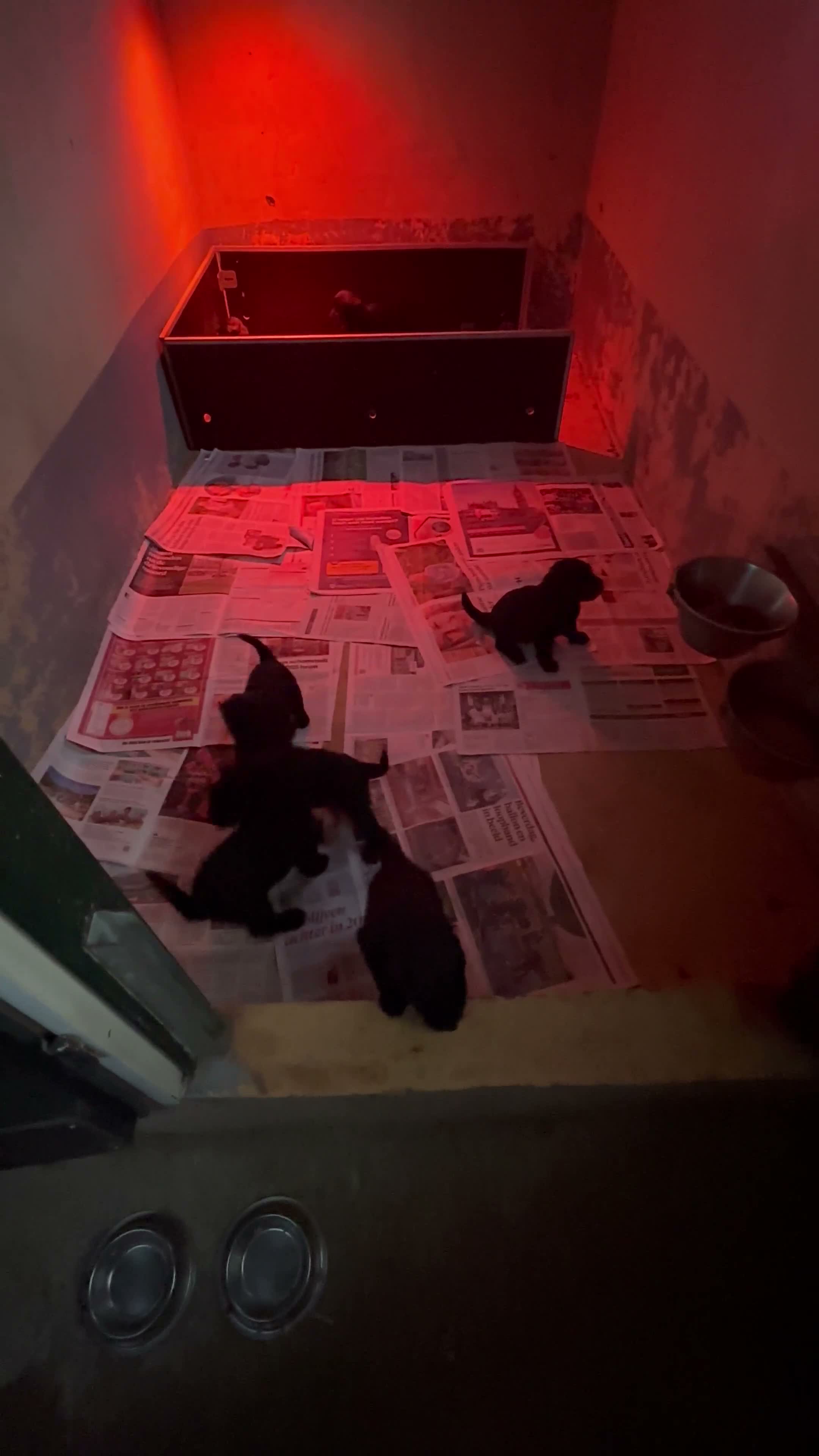 Bouvier des Flandres honden te koop: verwacht pups - Video 1