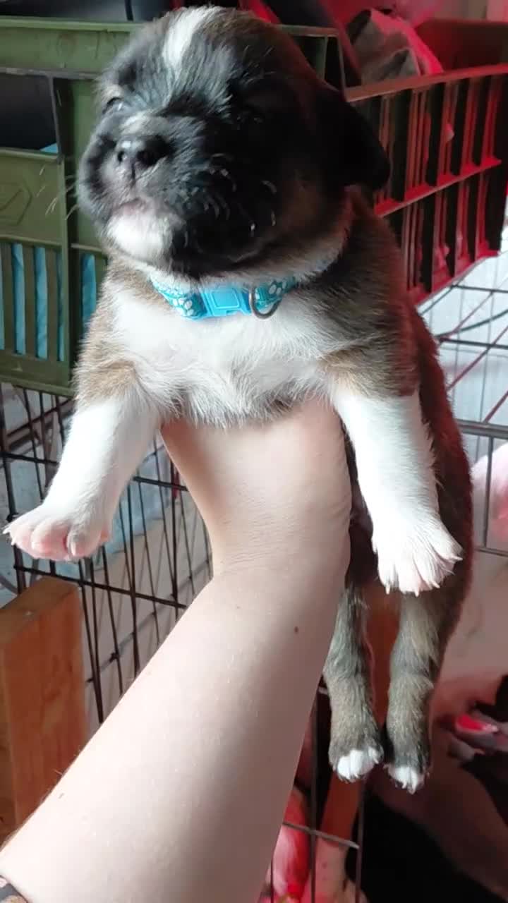Kruising honden te koop: Nog 4 lieve unieke Mix puppy's. - Video 3
