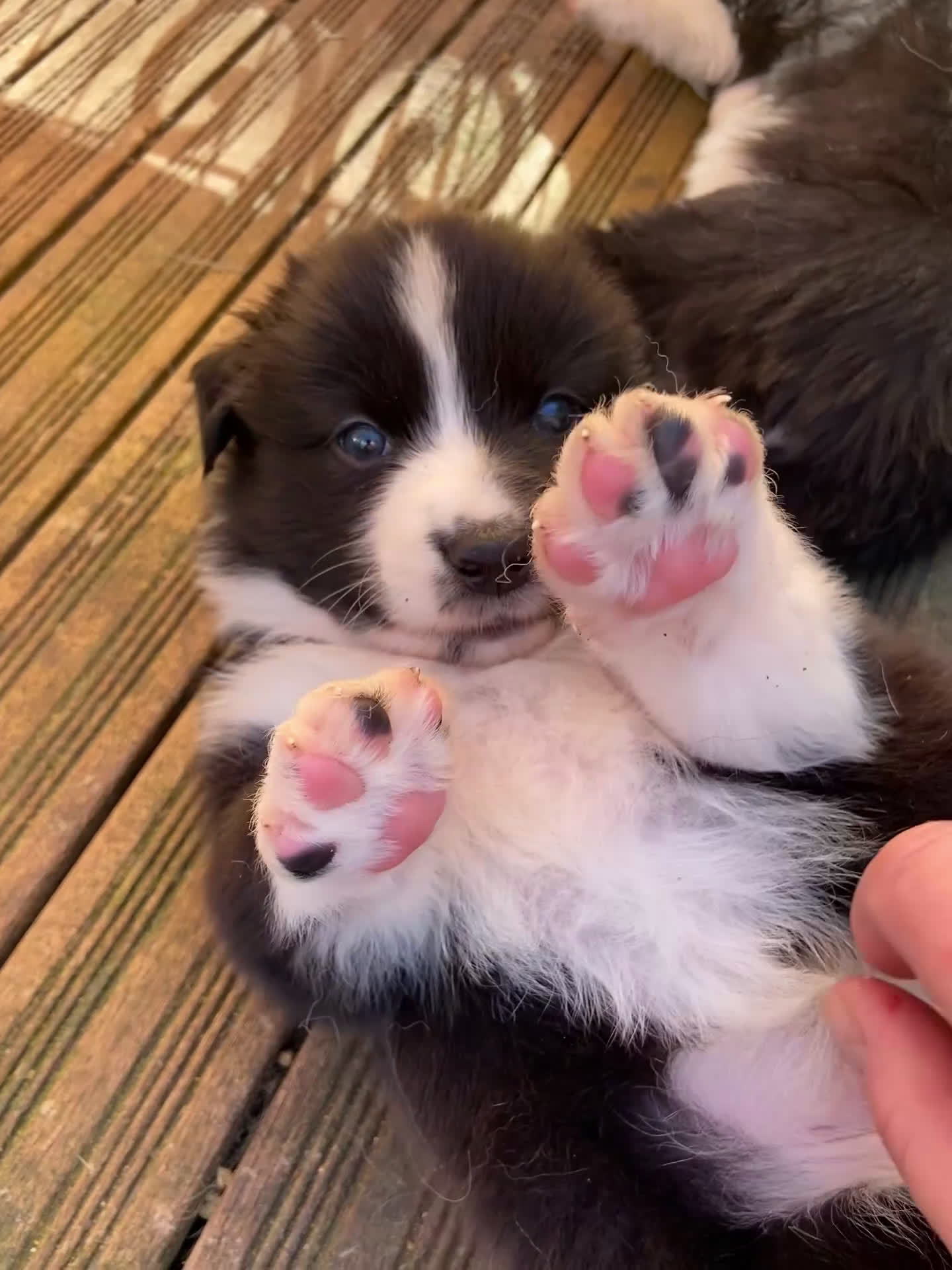 Australian Shepherd honden te koop: Australian Shepherd pups - Video 1