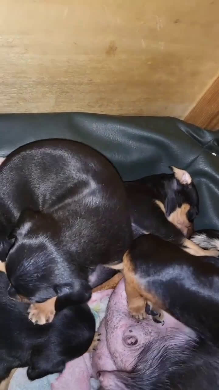 Dwergpinscher honden te koop: Geboren! 4 dwergpinscher puppy's  - Video 2
