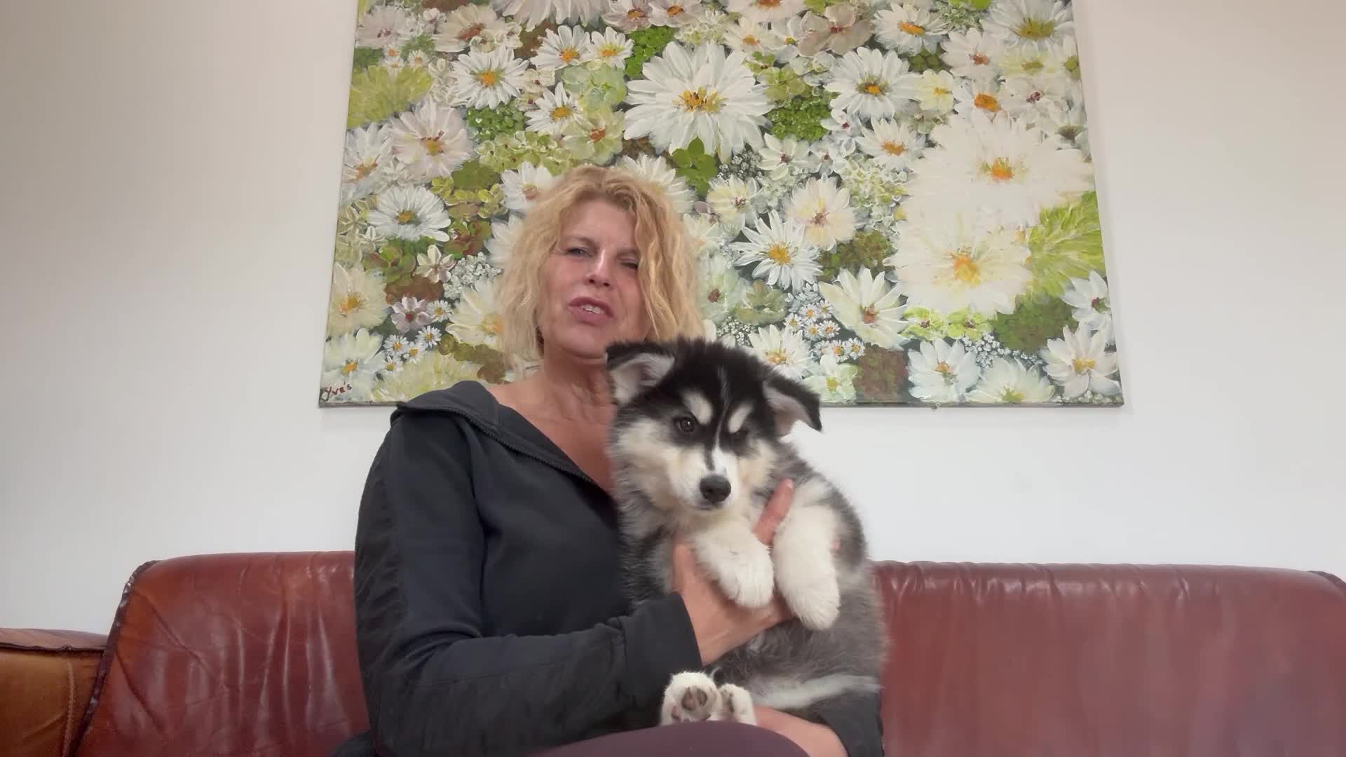 Pomsky honden te koop: Pomsky  - Video 2