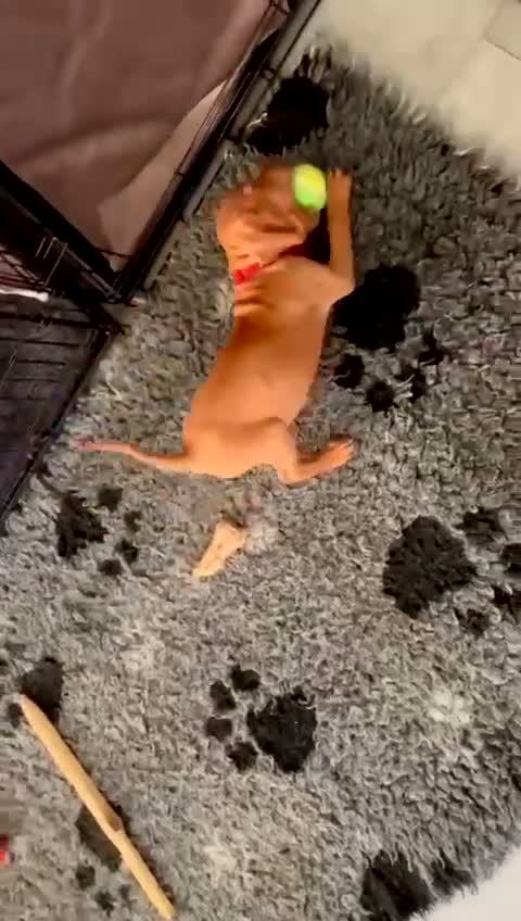 Vizsla korthaar honden te koop: Kortharige Hongaarse Vizsla-pups - Video 1