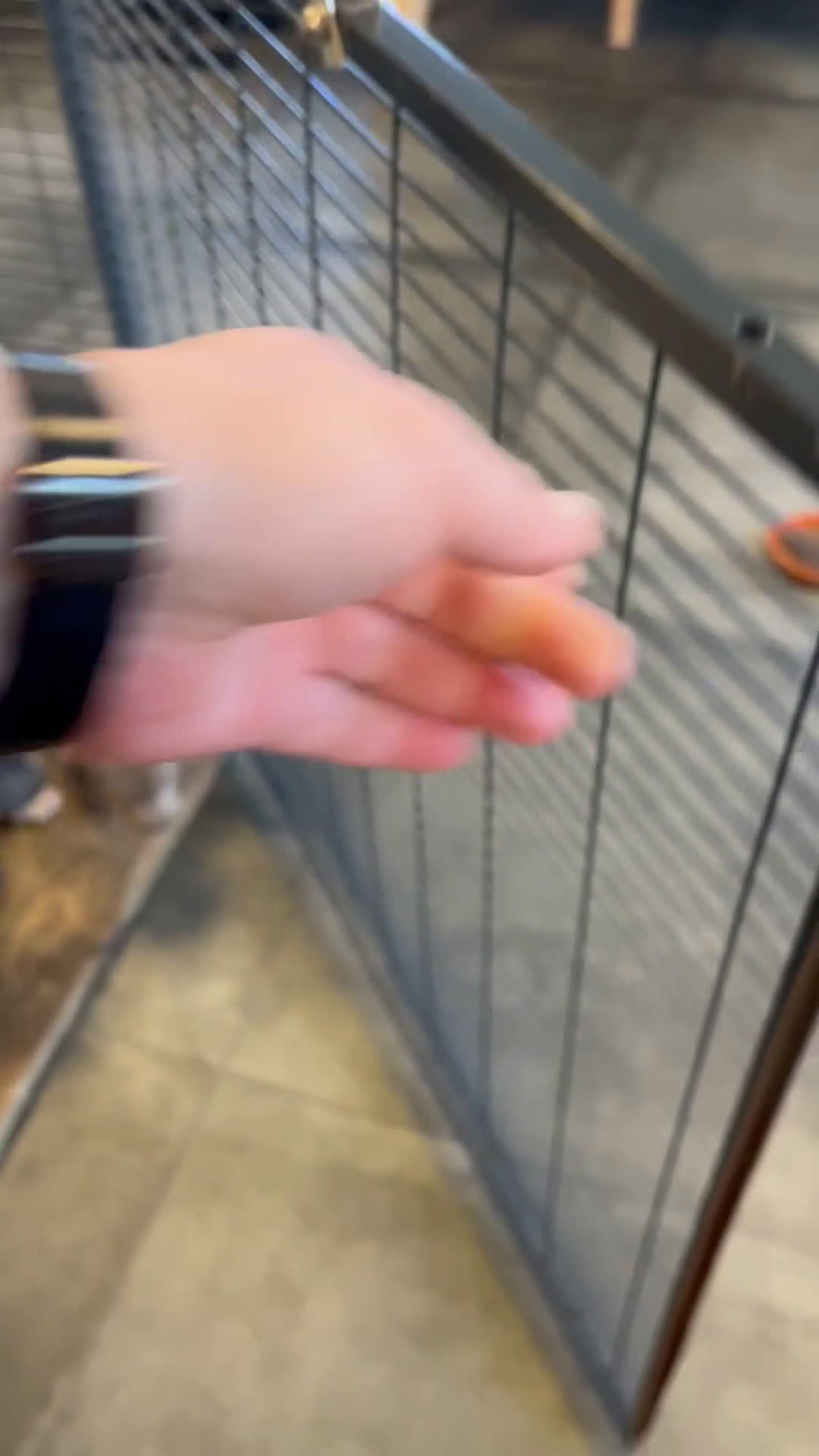 Labrador Retriever honden te koop: Charcoal en blonde labrador  in Westerhoven - Video 1