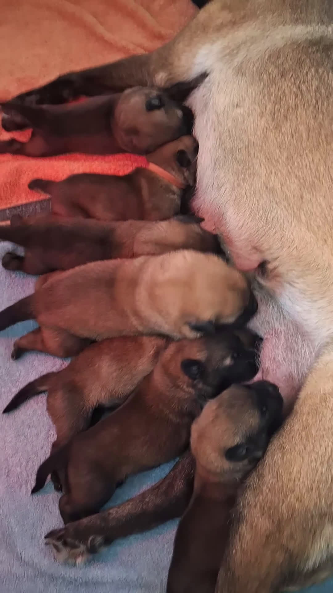 Mechelse Herder honden te koop: FCI pups uit goede combinatie. - Video 3