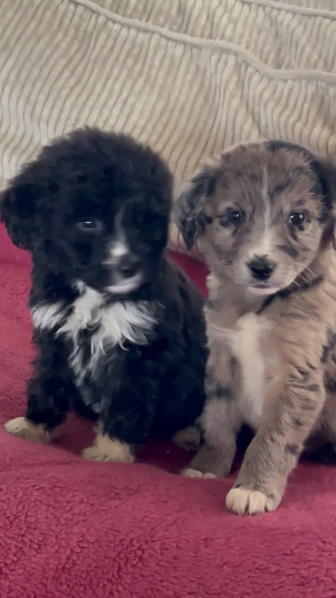 Kruising honden te koop: Prachtige aussidoodle pups - Video 1