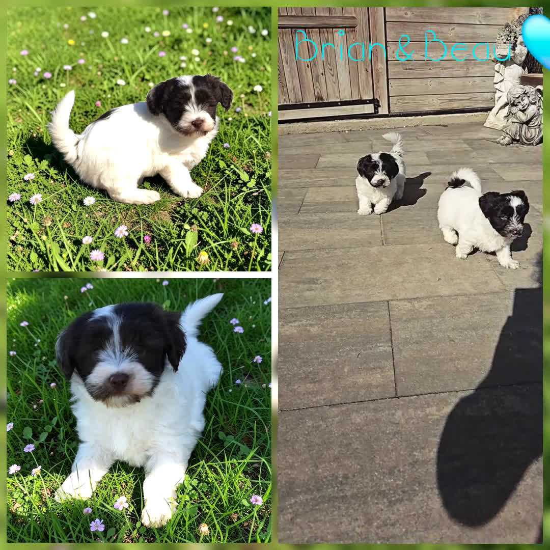 Havanezer honden te koop: Prachtig chocolade met wit reutje - Video 1