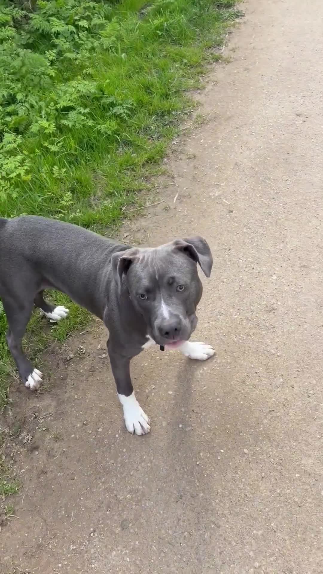 American Staffordshire Terriër honden te koop: American Staffordshire Terriër  in Delft - Video 2