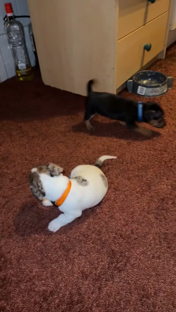 Jack Russel Terriër honden te koop: Jack Russel Pups - Video 2