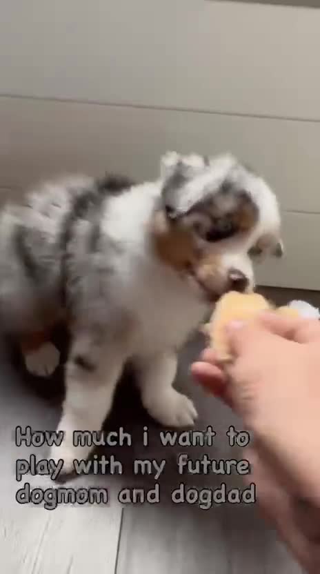 Australian Shepherd honden te koop: Australische herder pups - Video 4