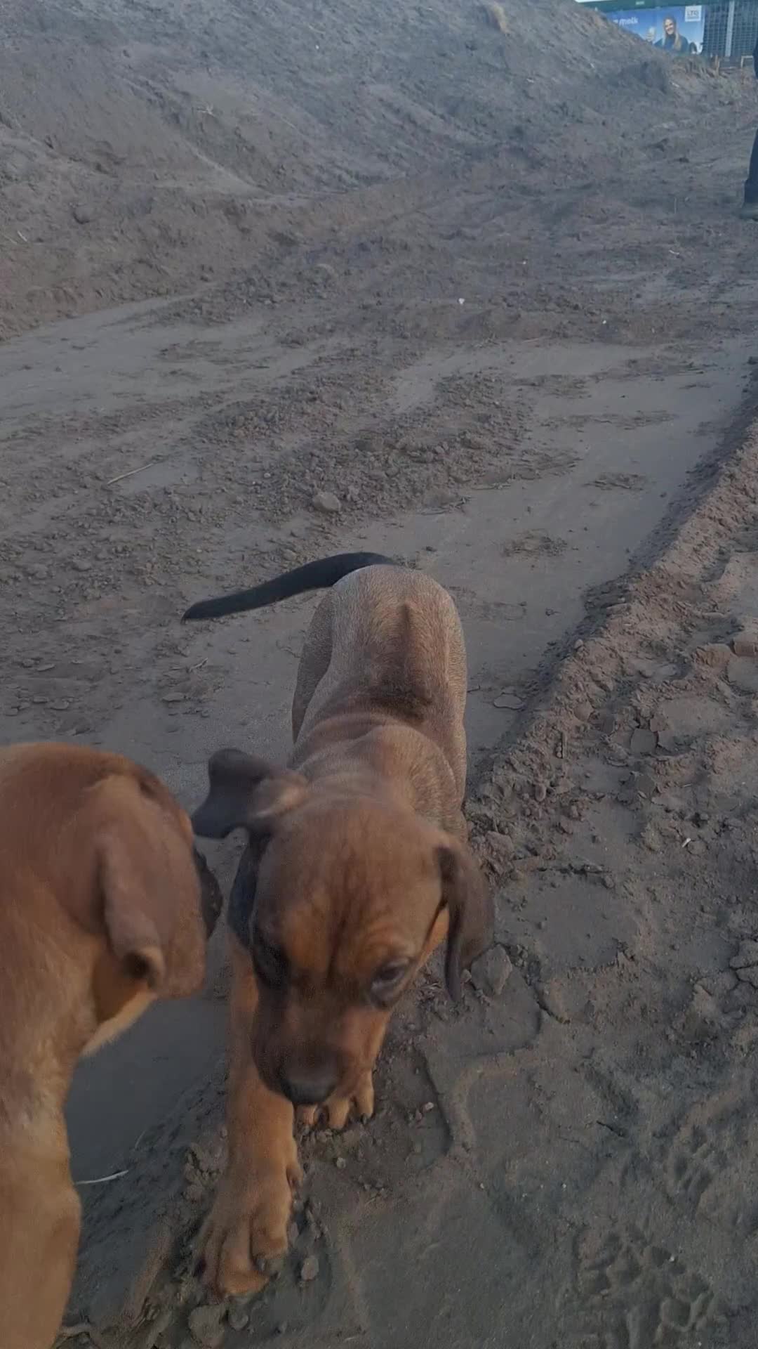 Kruising honden te koop: Ontzettend sociale lieve pups te koop - Video 1