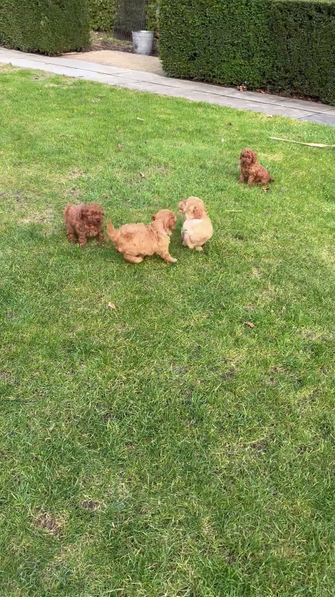 Poedel Toy honden te koop: Prachtig nestje toy poedel rood en abricot Poedels - Video 2