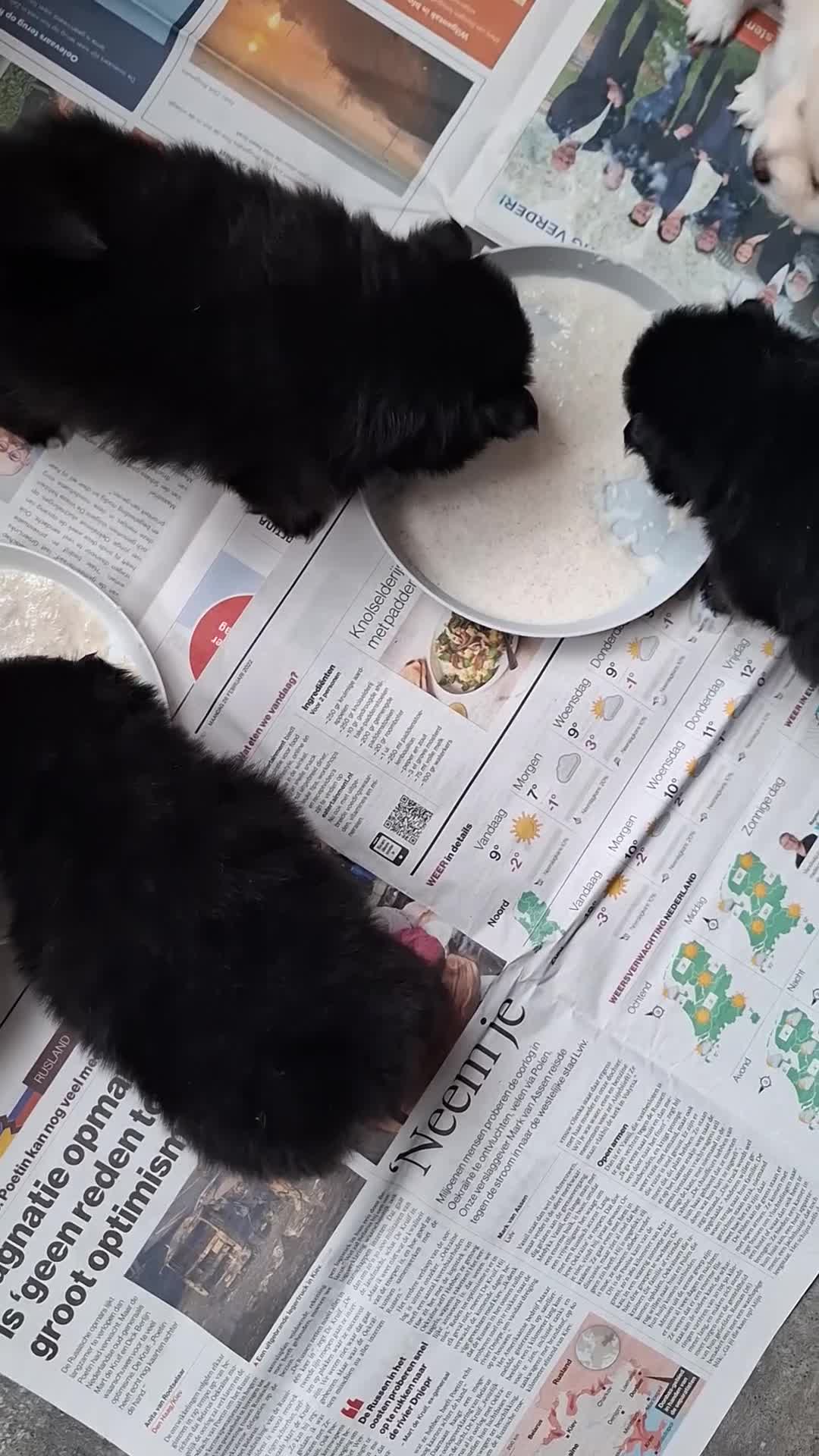 Pomeriaan honden te koop: Dwergkees nog 2 reutjes  - Video 1
