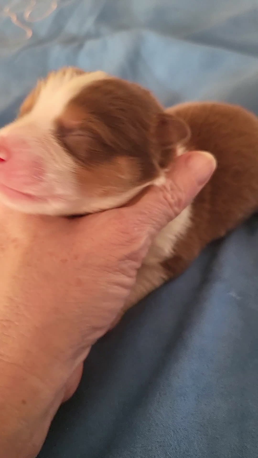 Australian Shepherd honden te koop: Australian Shepherd pupjes met FCI stamboom - Video 2