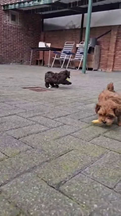 Havanezer honden te koop: Prachtige gezonde Havanezer pups met stamboom - Video 4