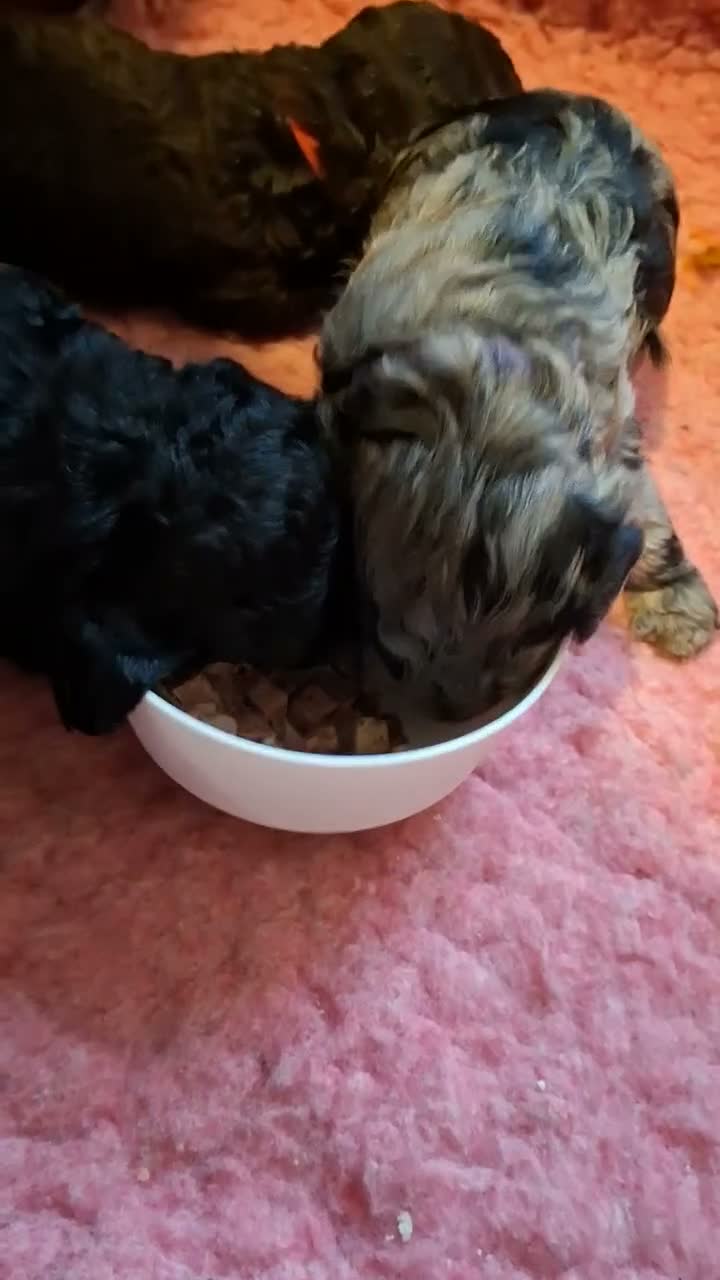 Labradoodle honden te koop: Mooie mini labradoodle puppies  - Video 1
