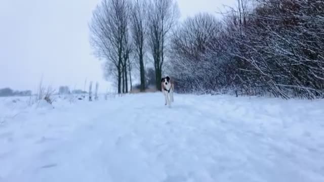 Kruising honden te koop: We zoeken een goed thuis voor onze lieve pup Bijou - Video 1