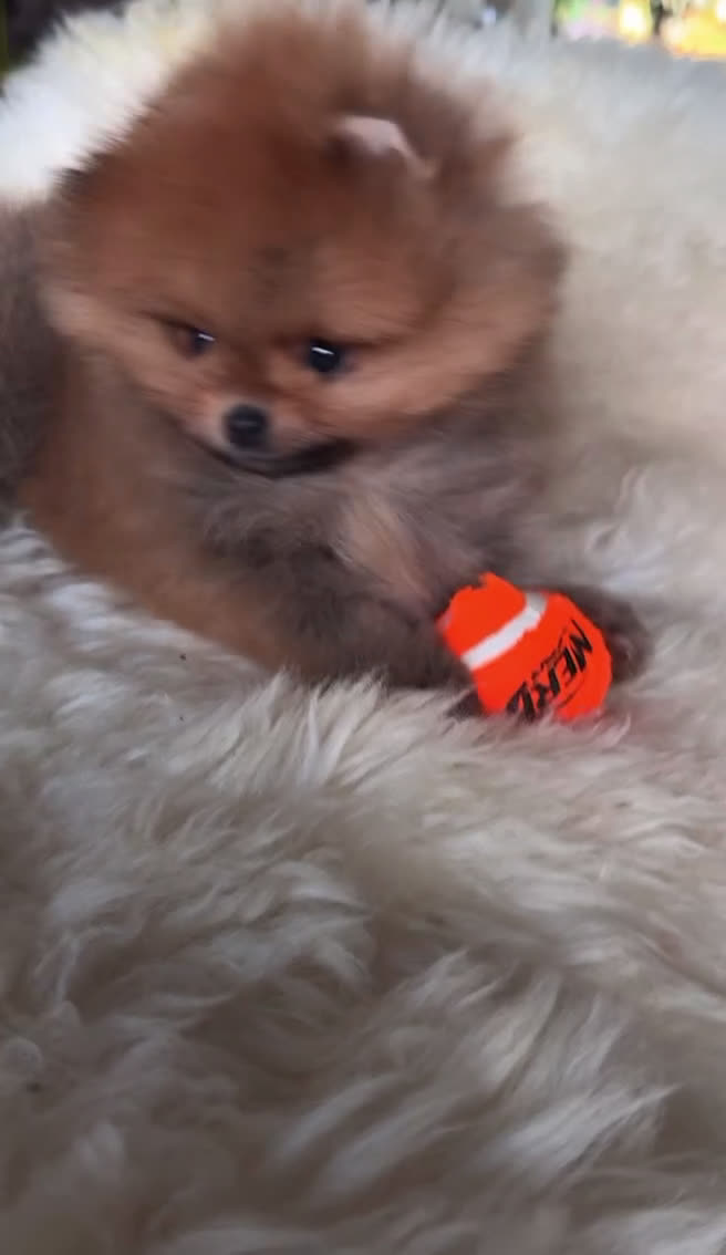 Pomeriaan honden te koop: Mini Pomeriaan pup. BearFace  - Video 1