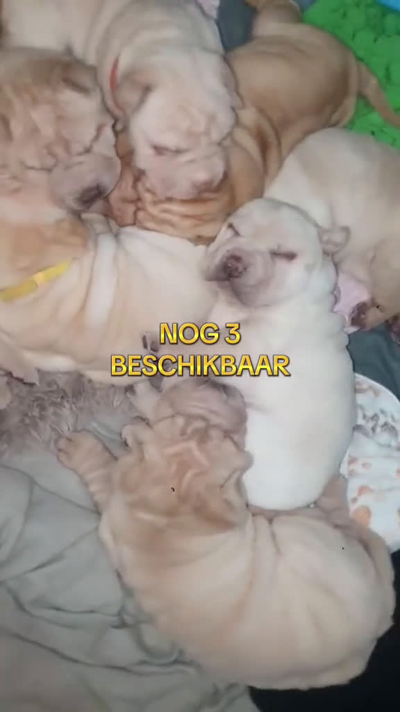 Shar Pei honden te koop: Sharpei - Video 1