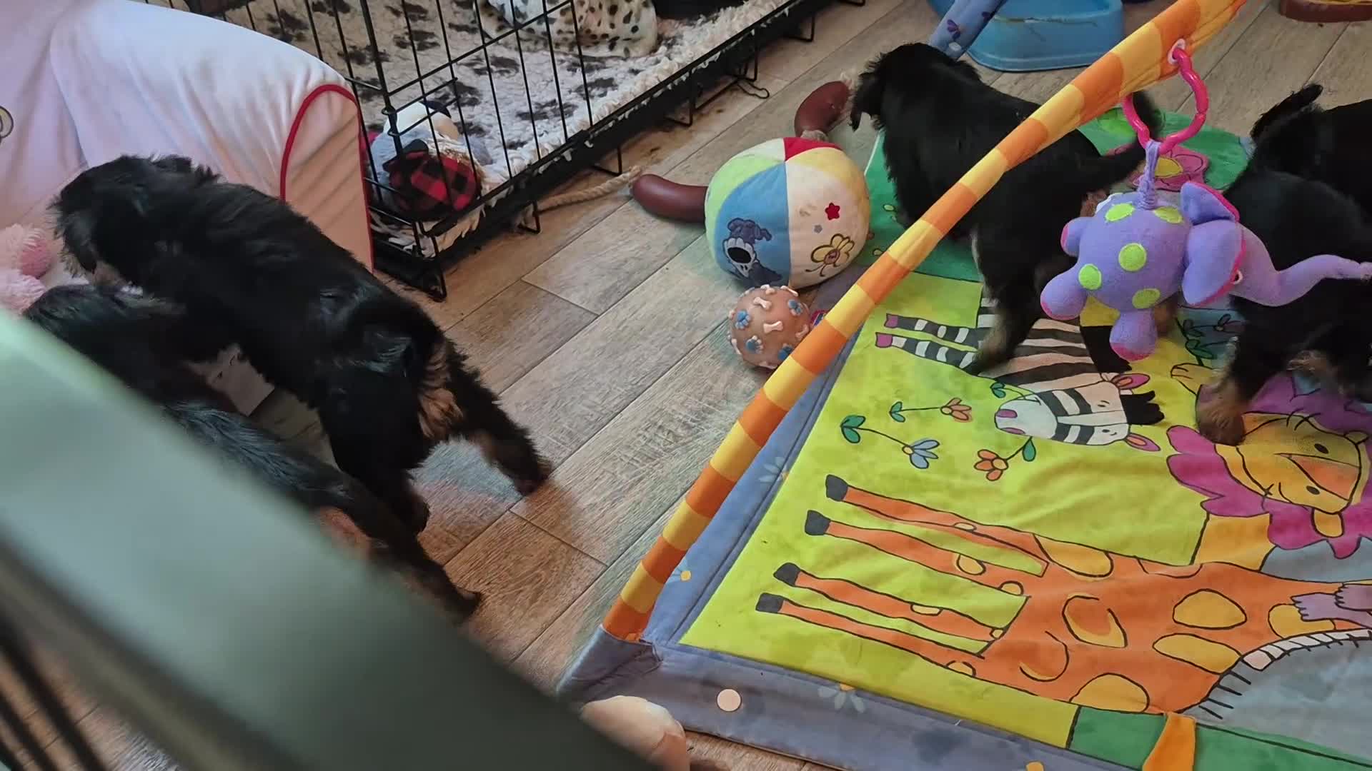 Kruising honden te koop: Prachtige Griffonshires - Video 1