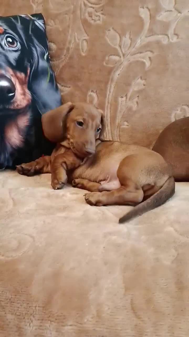 Teckel (korthaar)  honden te koop: Prachtige korthaar teckel pups standaard  - Video 1