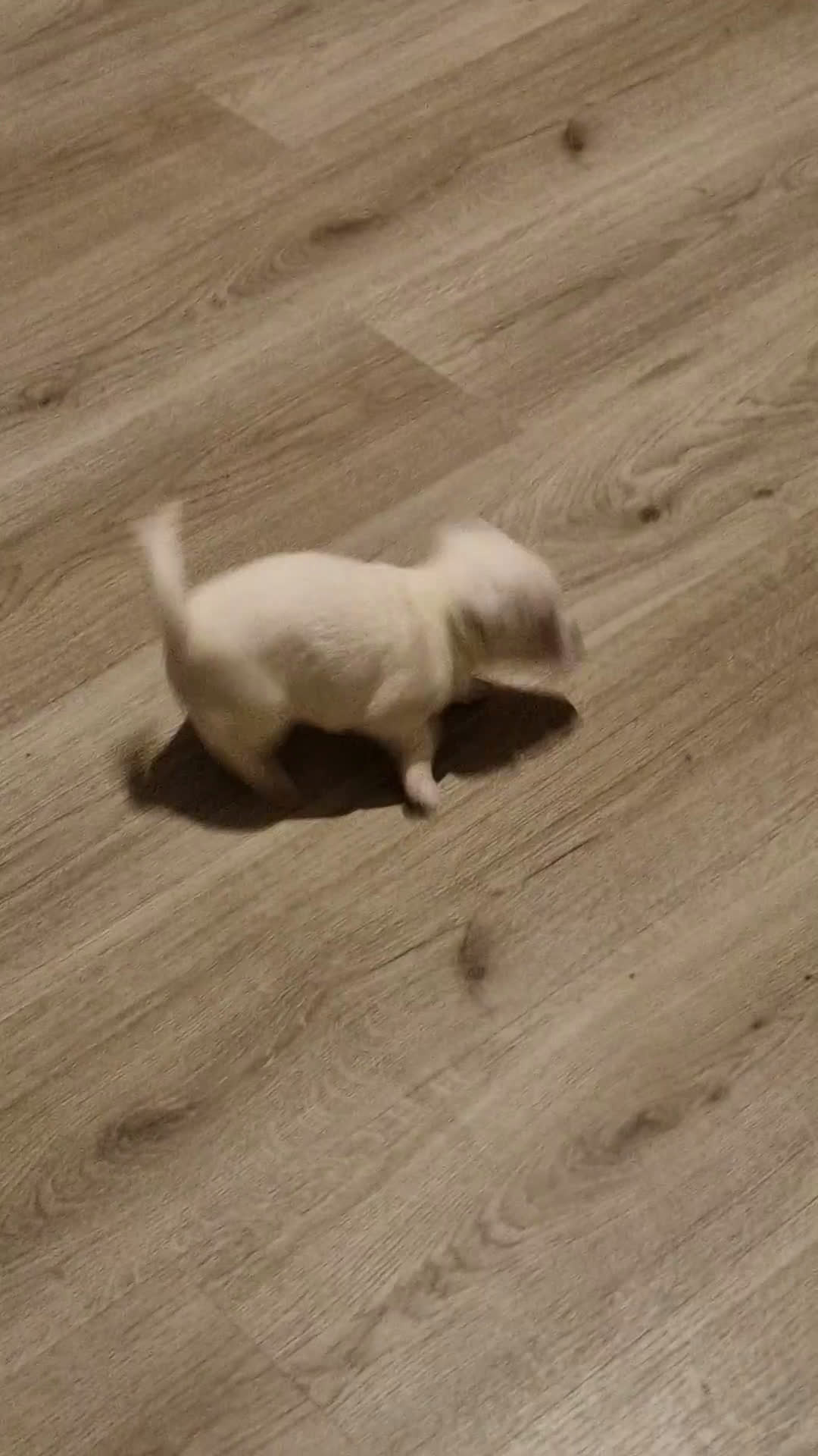 Kruising honden te koop: Jack-Chi Pups te koop - Video 2