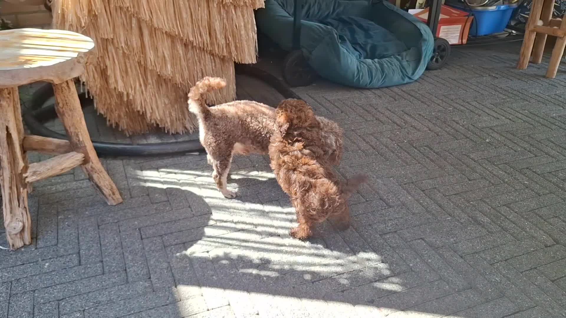 Poedel Toy honden te koop: Toy poedel  - Video 3