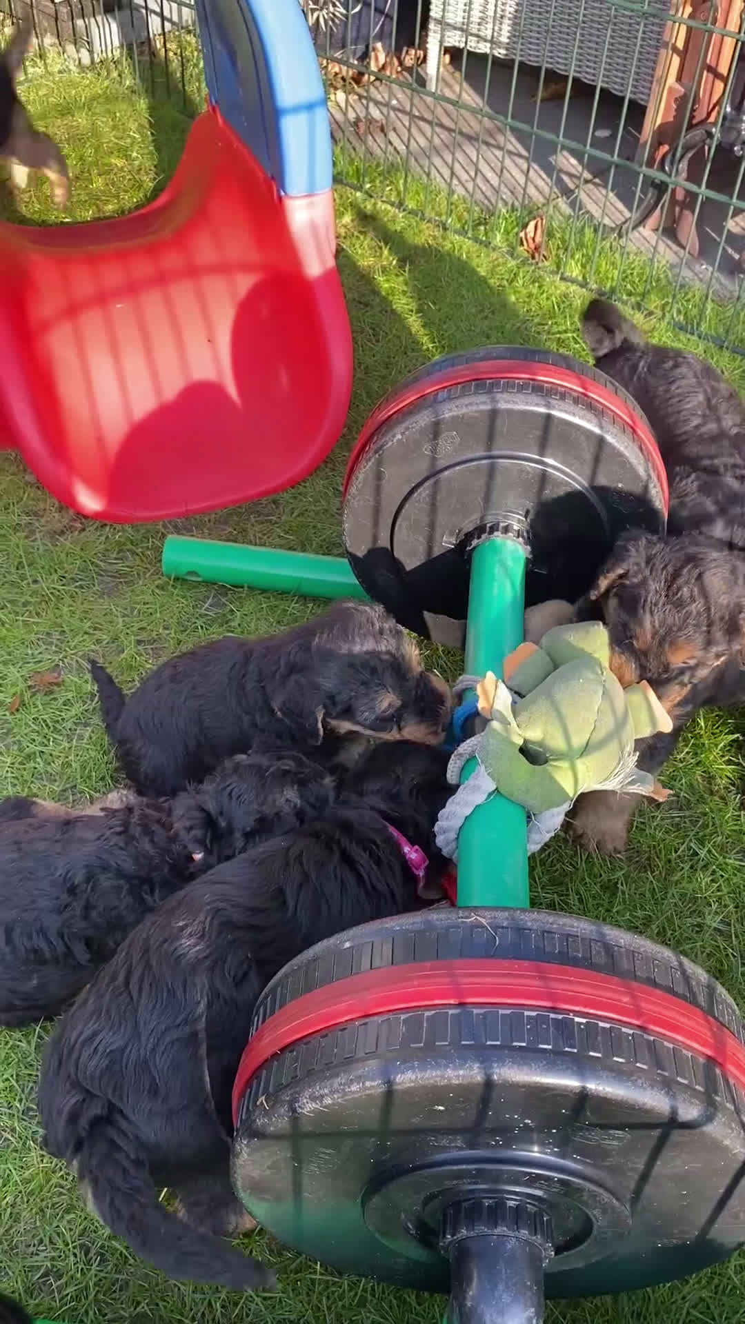 Airedale Terriër honden te koop: Airedale terriër pups  - Video 1