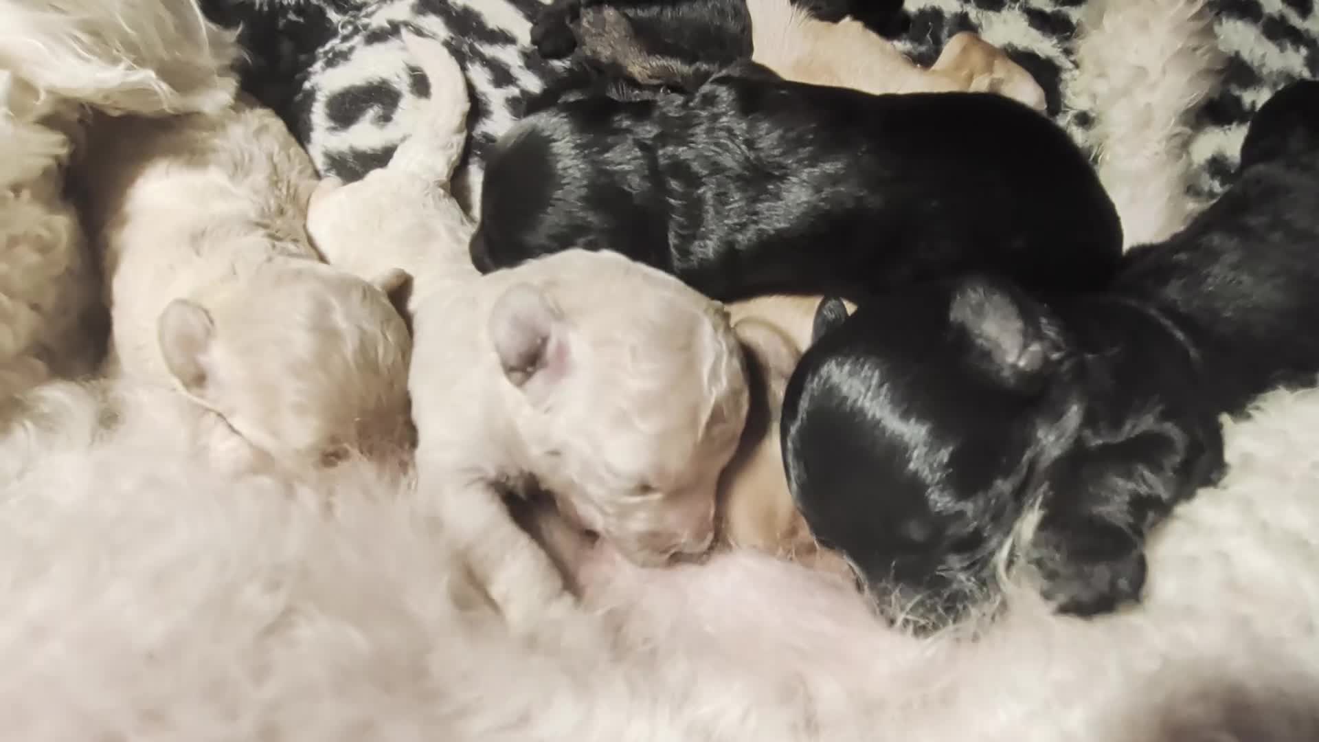 Labradoodle honden te koop: Toy Poedel 🐕 Doodle Mini 🐕 OudersGetest ! - Video 1