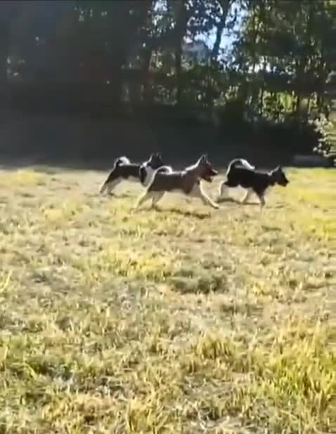 American Akita honden te koop: Prachtige American Akita Pups - Video 1
