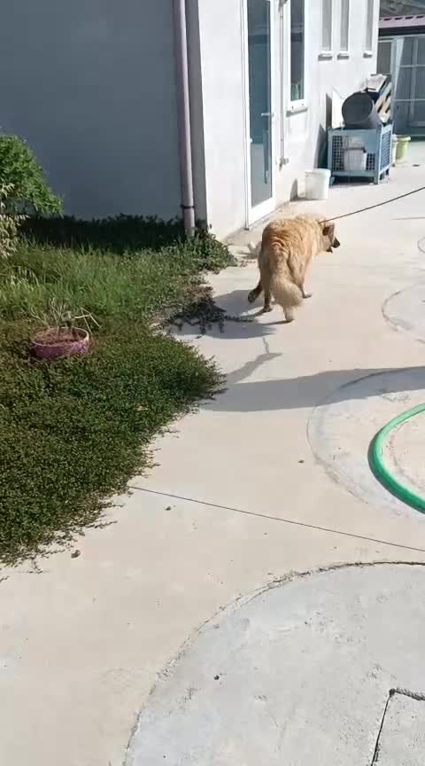 Kruising honden te koop: Clara 2 zoekt een baasje - Video 1