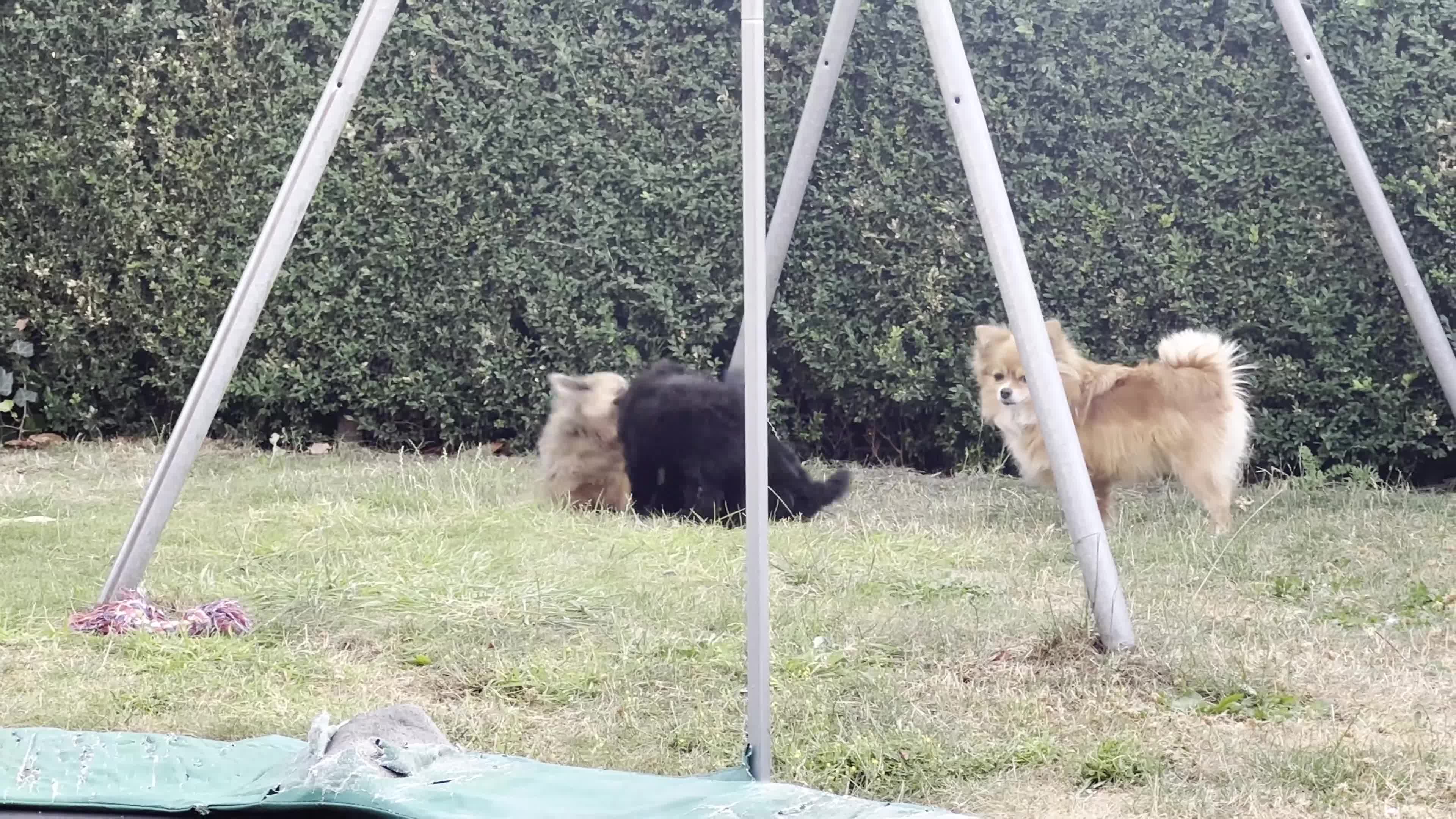 Kruising honden te koop: kruising boomer x poedel - Video 3