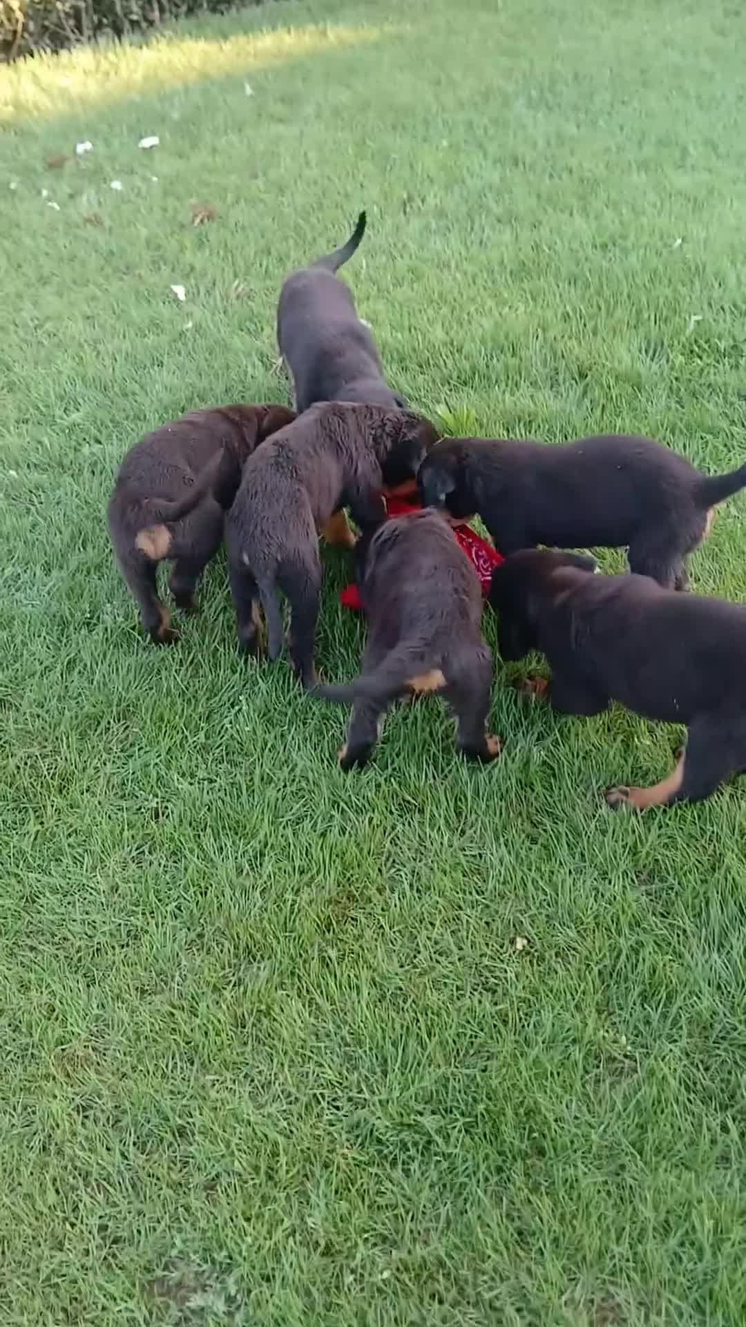 Rottweiler honden te koop: Mooie rottweilertjes - Video 1