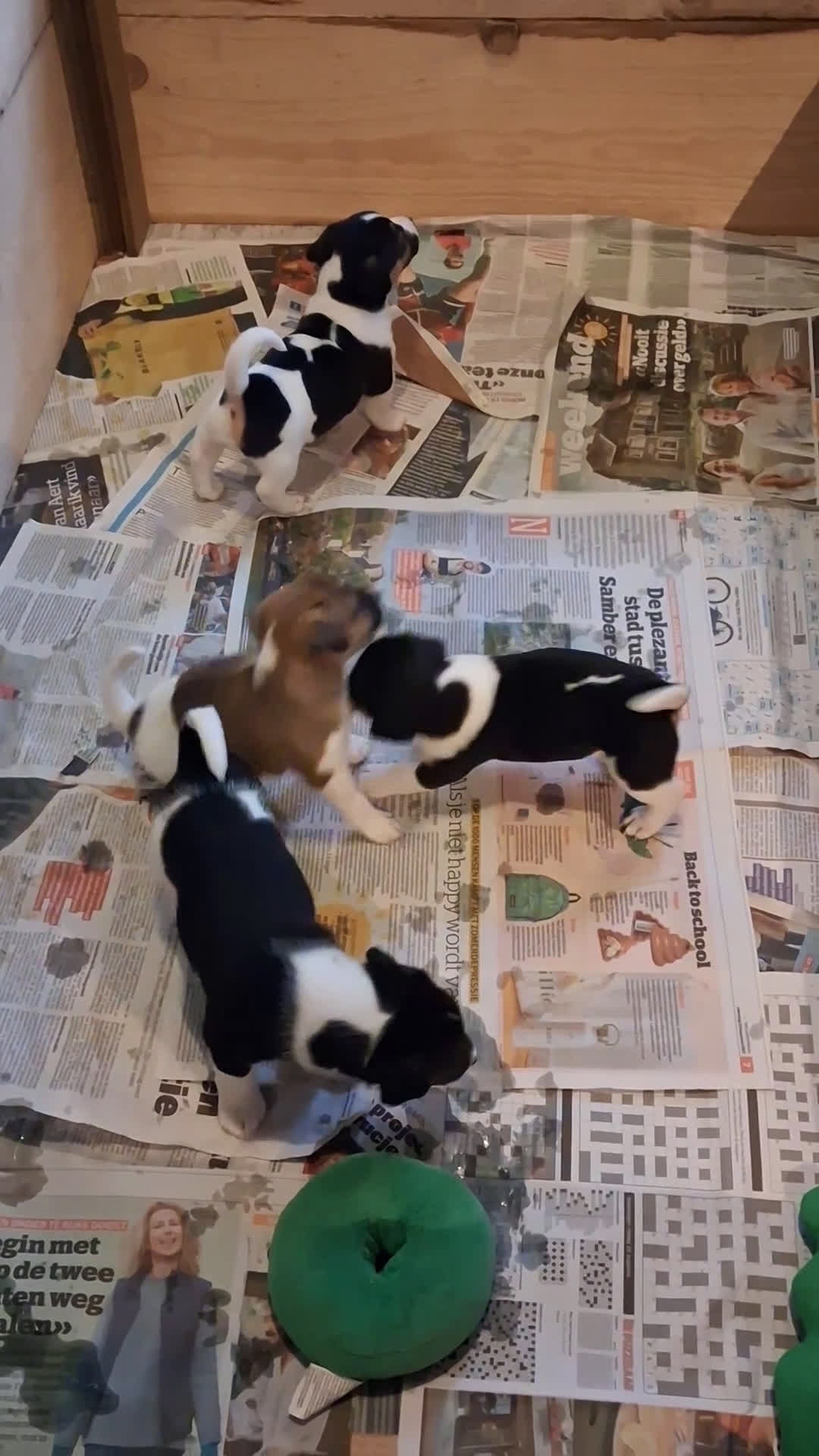 Jack Russel Terriër honden te koop: Jack russelpups opgevoed in gezin met 2 kids - Video 1
