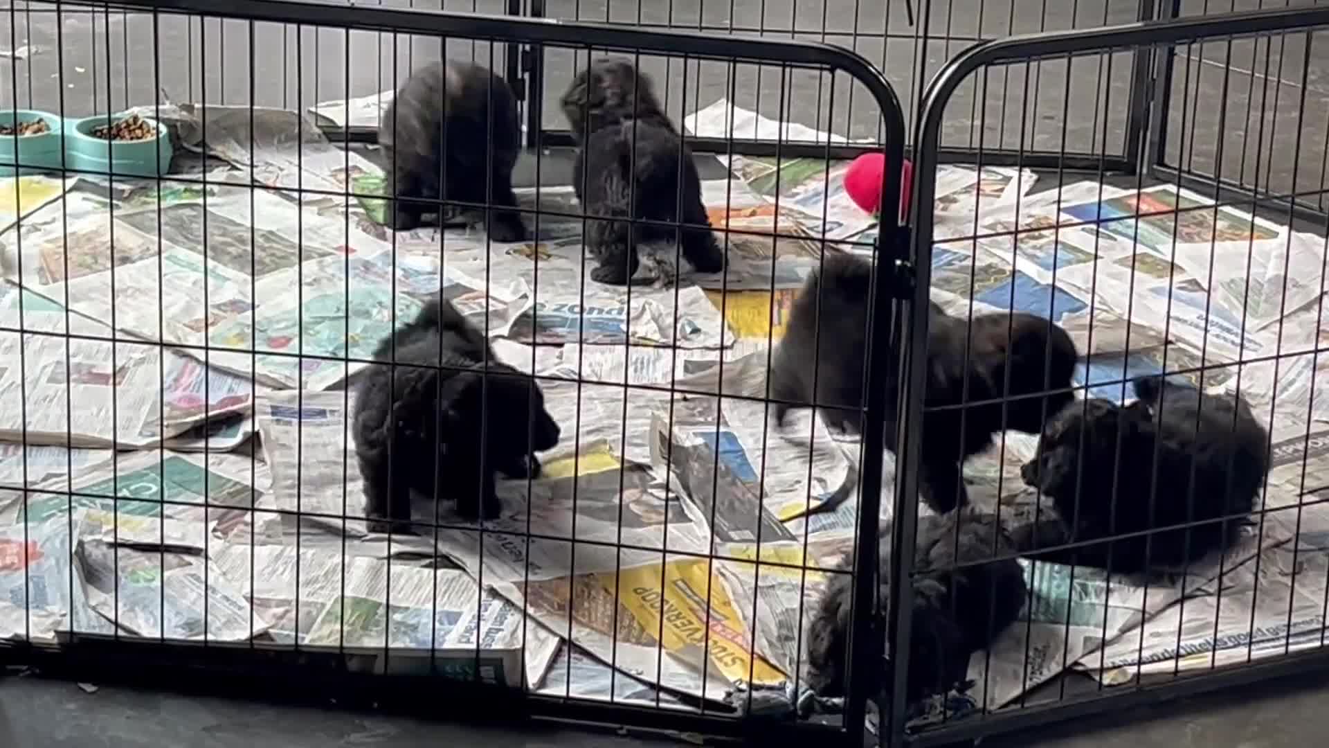 Kruising honden te koop: Pomapoo reutjes en 1 teefje  - Video 1