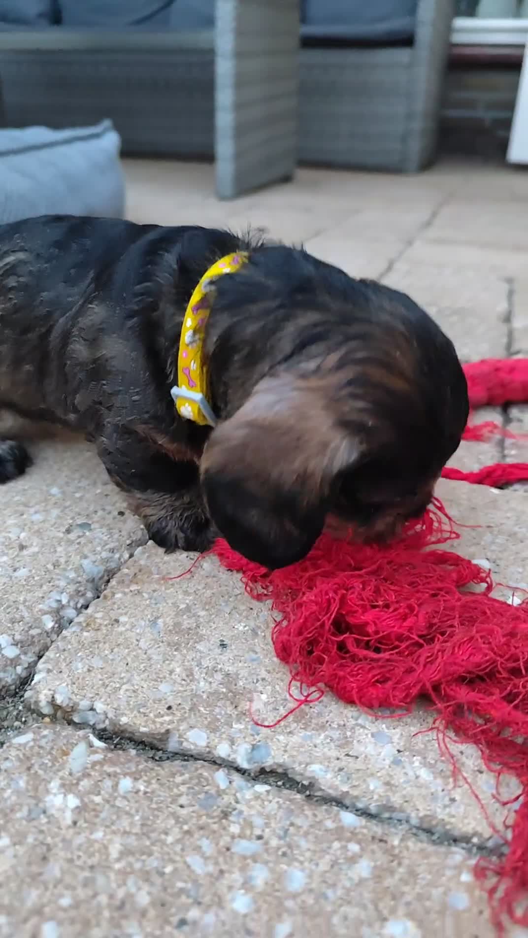 Ruwhaar Teckel honden te koop: Ruwharige teckel pup (standaard) - Video 3
