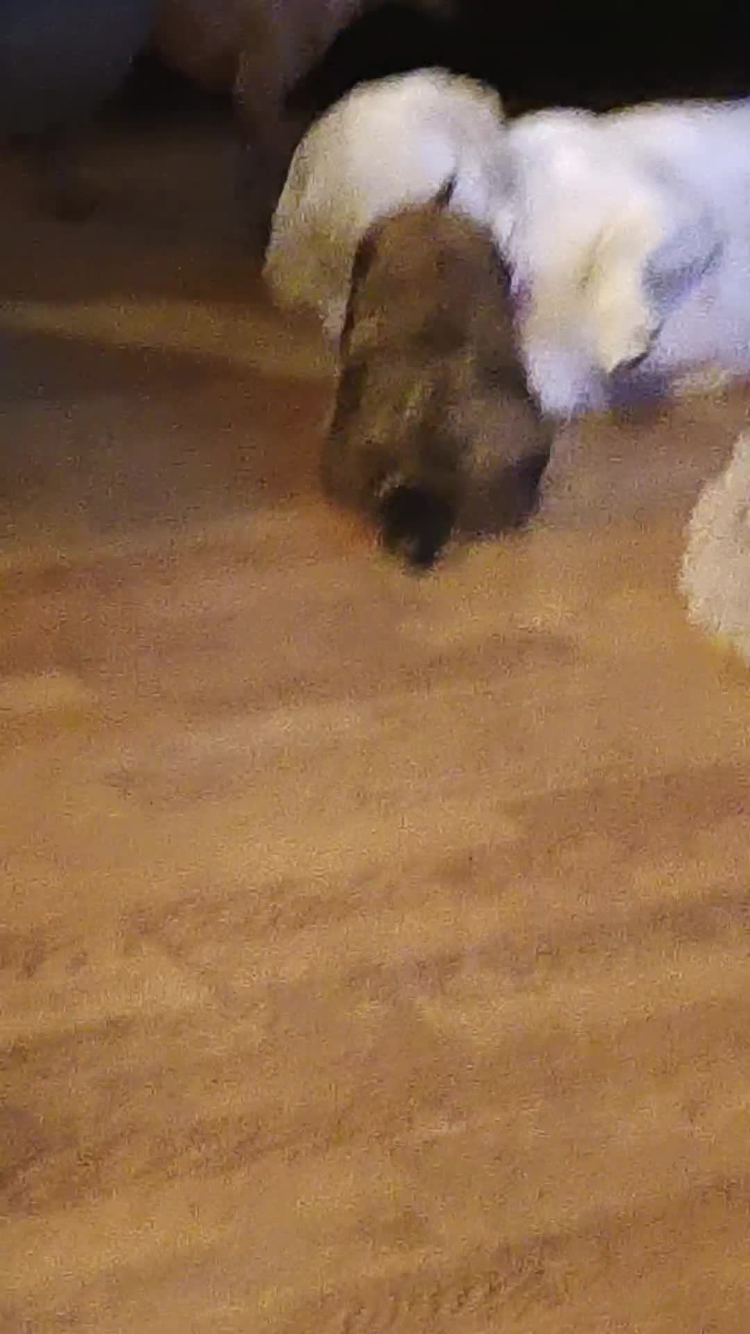 Kruising honden te koop: mooie kruising .labrador met pomeriaan - Video 1