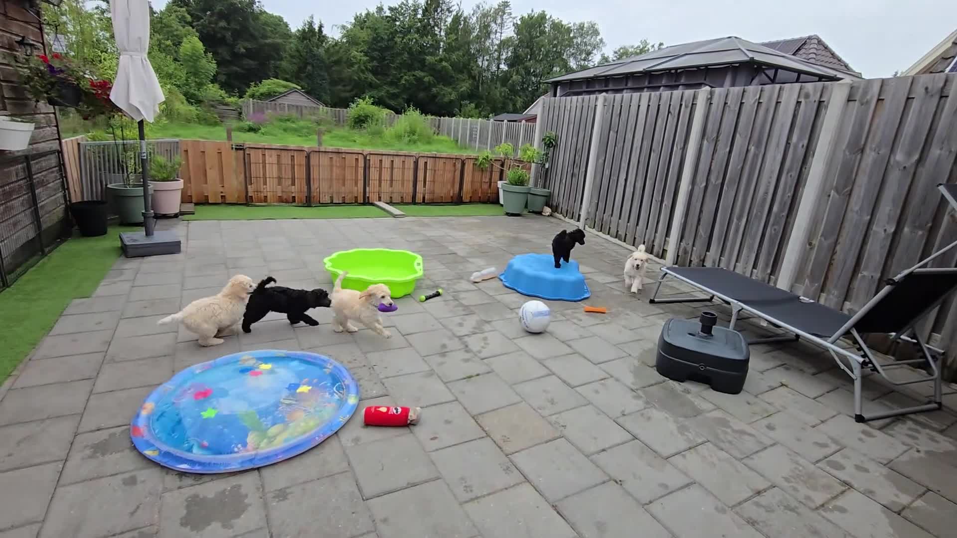 Labradoodle honden te koop: Poedel outcross pups | DNA-geteste ouderdieren - Video 2