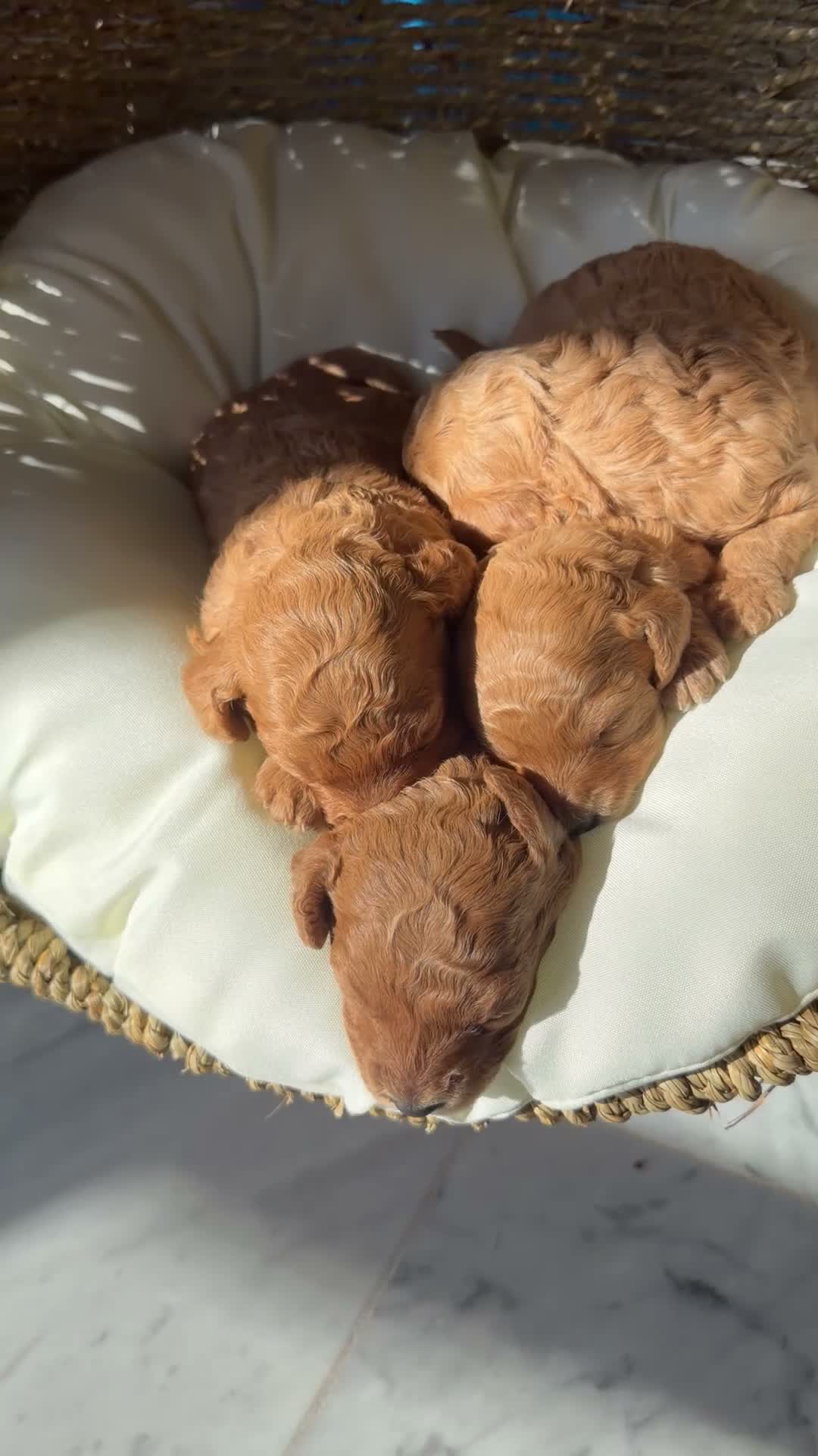 Labradoodle honden te koop: Mini labradoodle  - Video 1