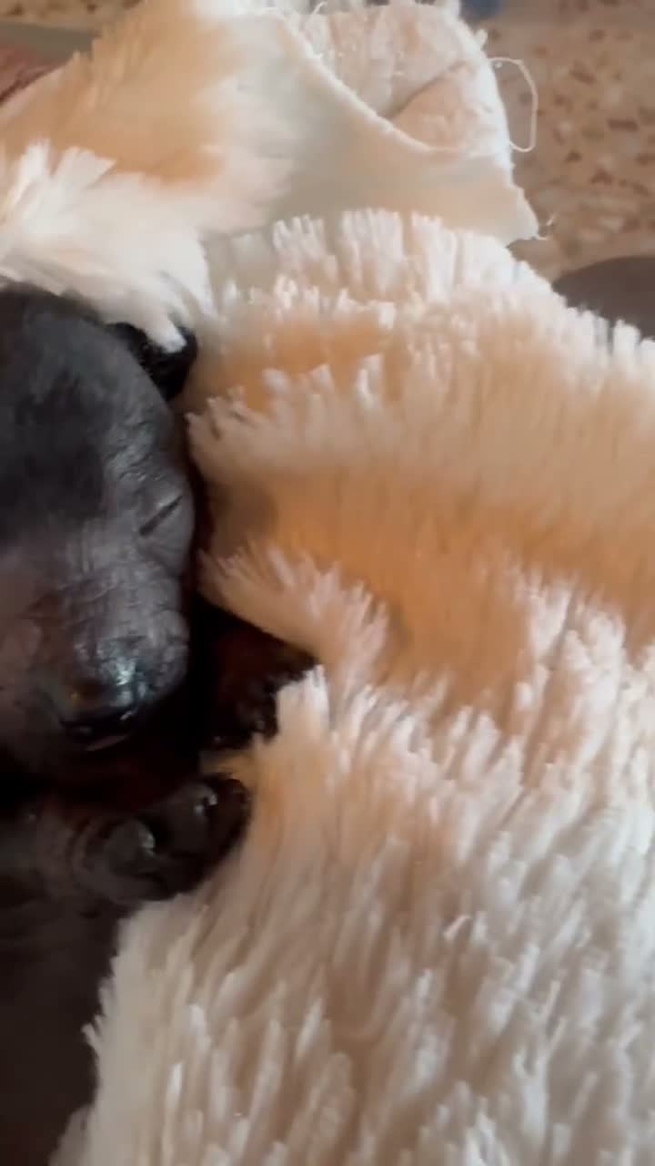 Peruaanse Naakthond honden te koop: Peruaanse miniatuur naakthond  - Video 2