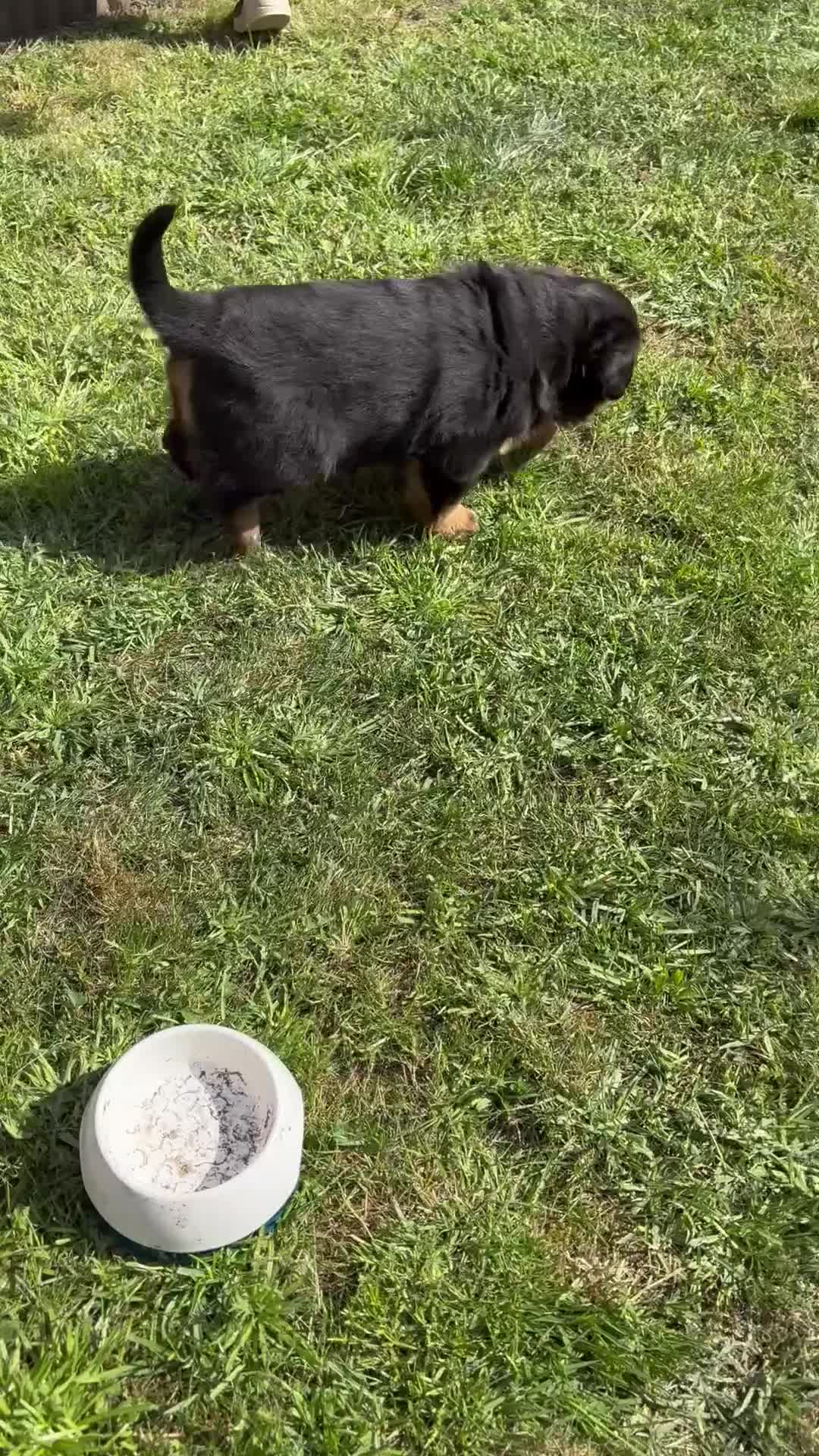 Kruising honden te koop: Berner SennerxRottweiler puppy's in Dalfsen - Video 2