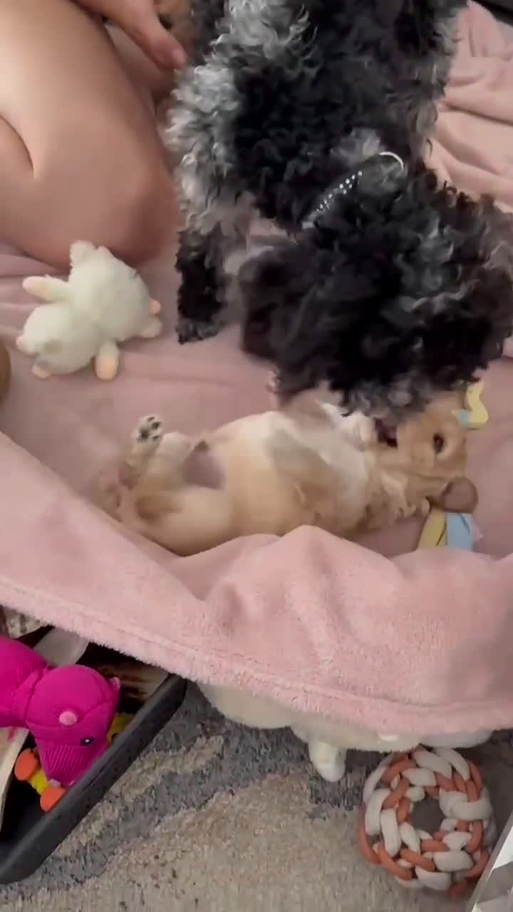 Labradoodle honden te koop: Prachtige Doodle - La Poodle pups te koop  - Video 2