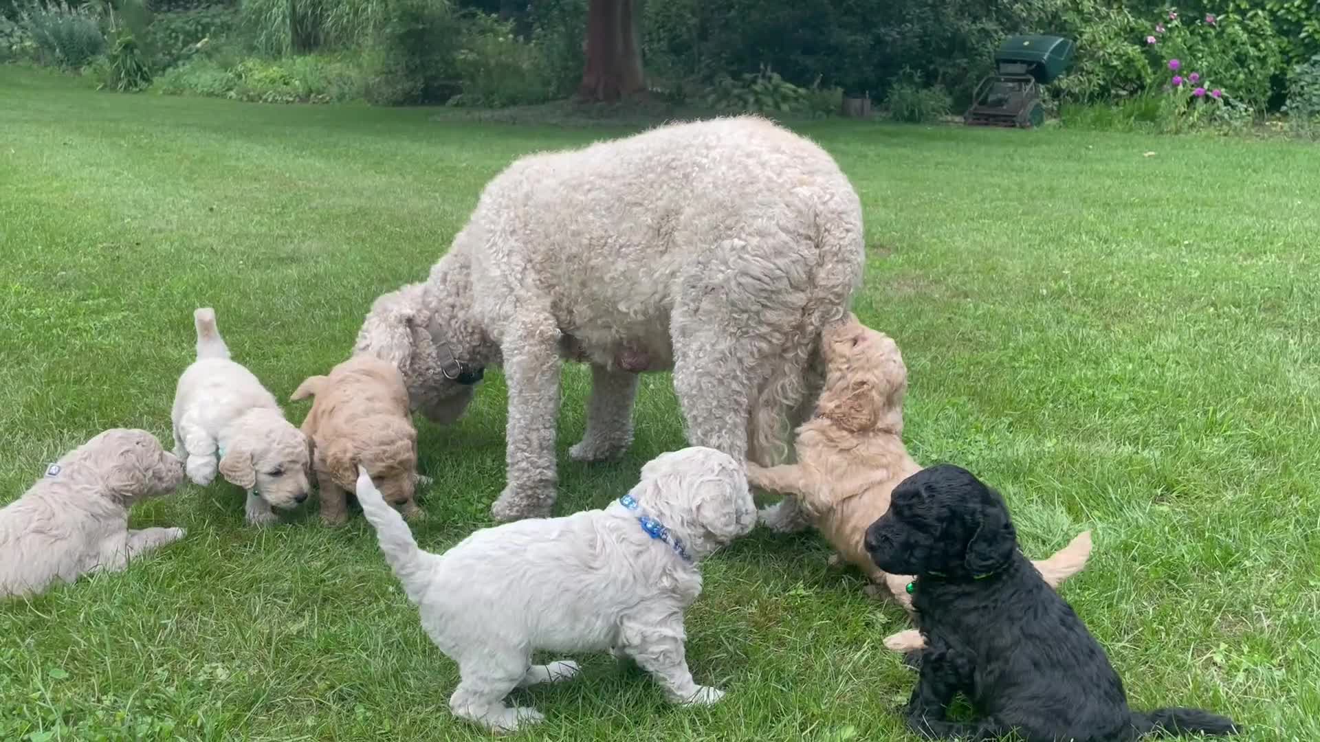 Labradoodle honden te koop: Prachtige medium labradoodle pups te koop in Breda - Video 2