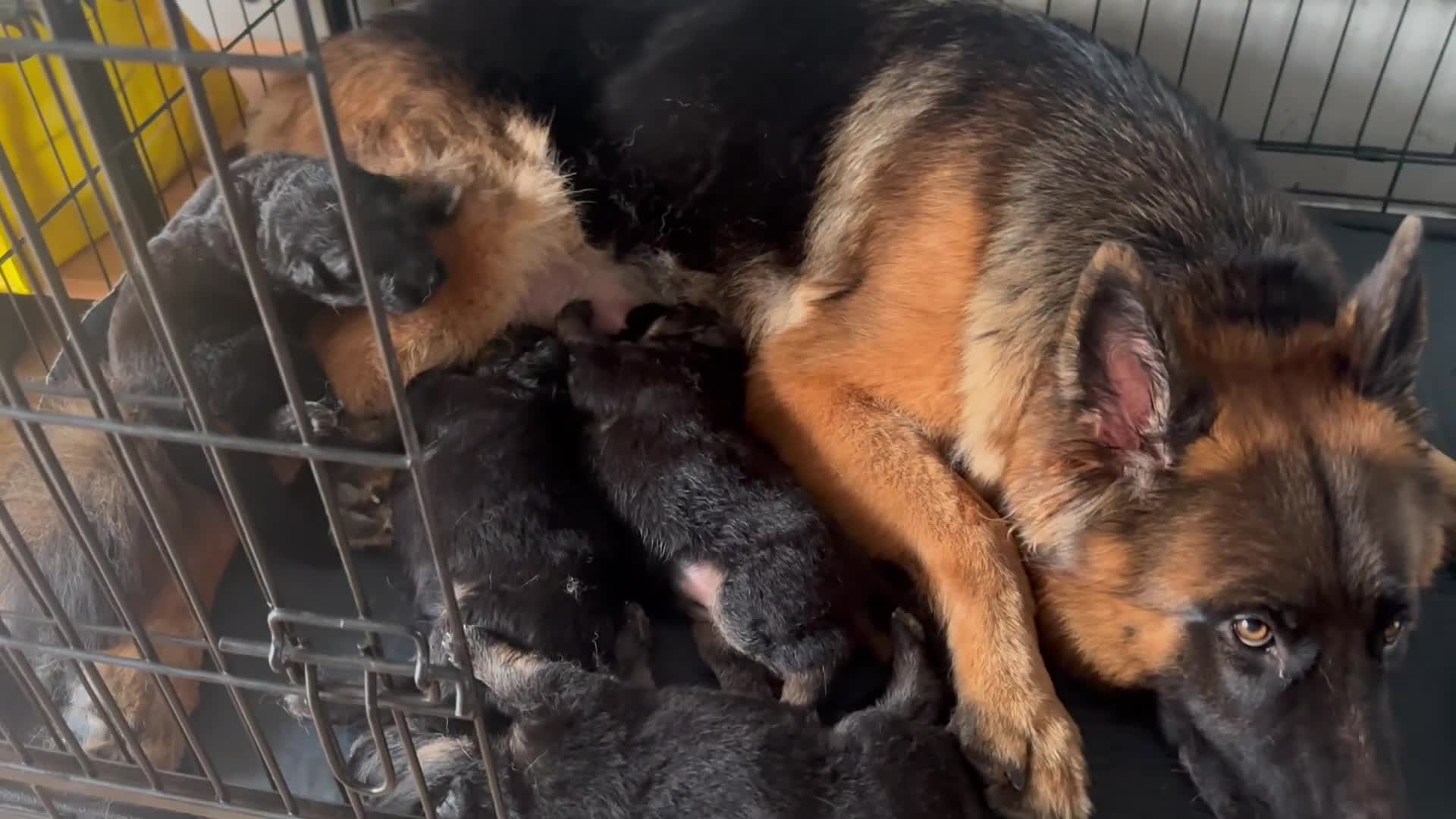 Duitse Herder honden te koop: Duitse herder puppy’s in Katwijk aan Zee - Video 1