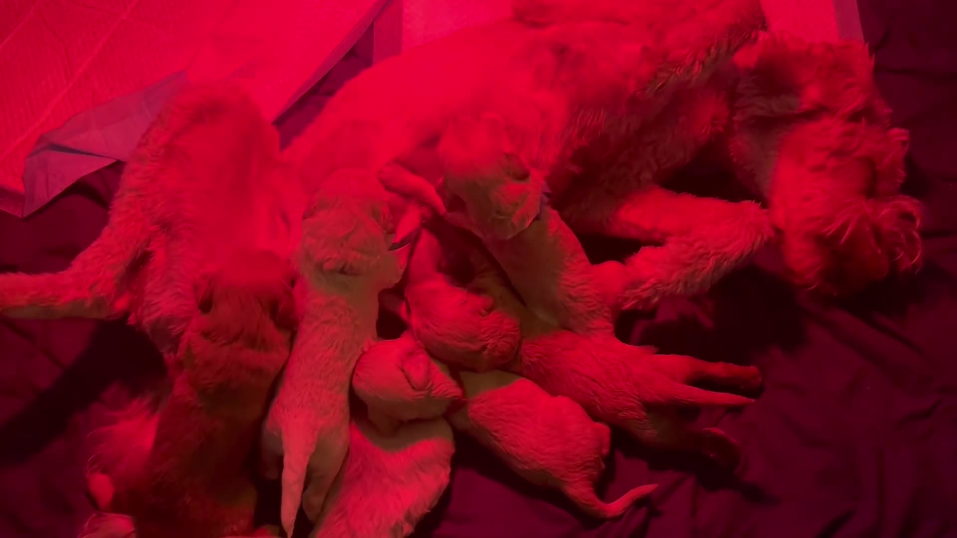 Kruising honden te koop: Australian Goldendoodles, medium - Video 2