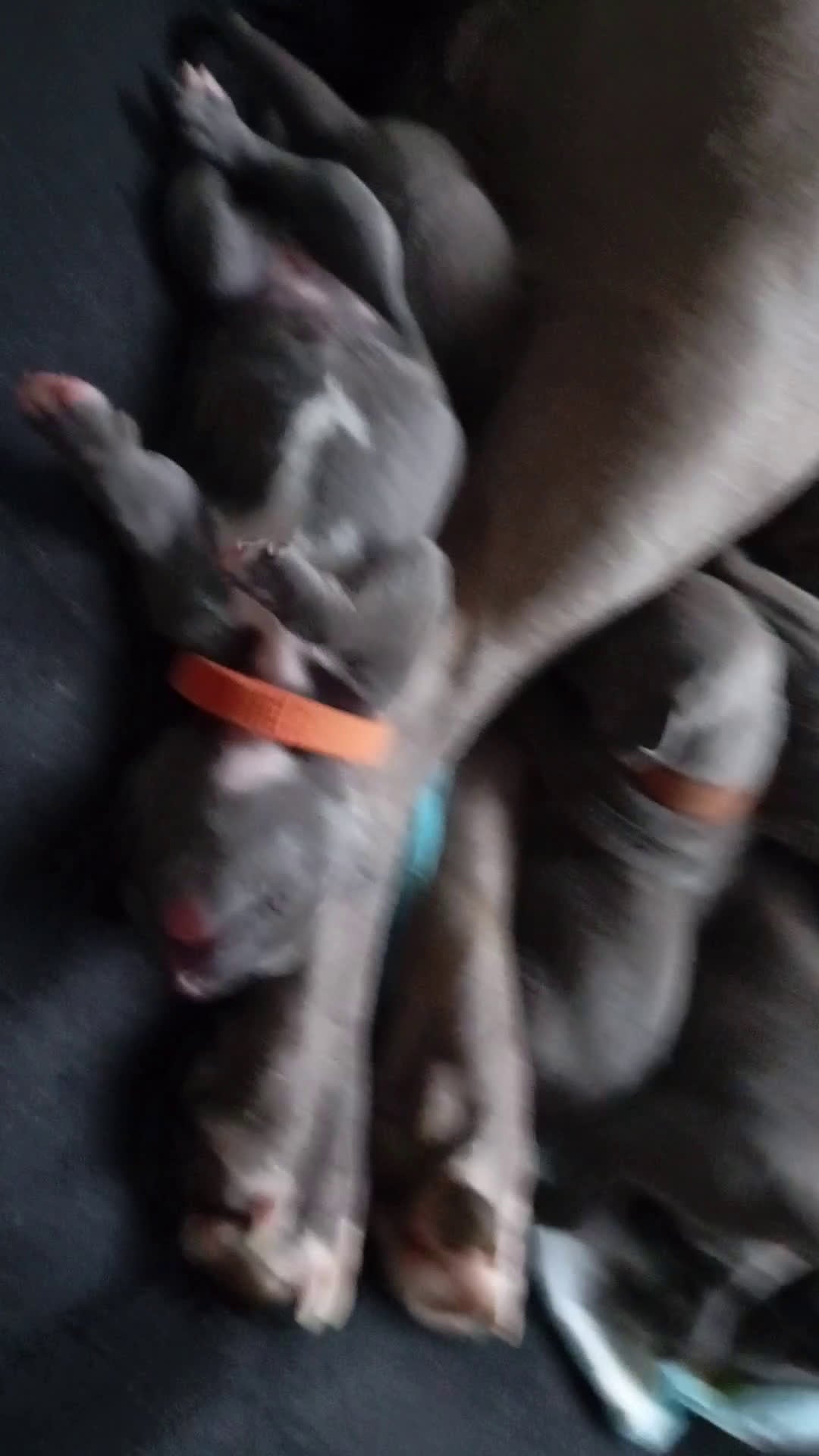 Pitbull Terriër honden te koop: Prachtige puppy's  - Video 1