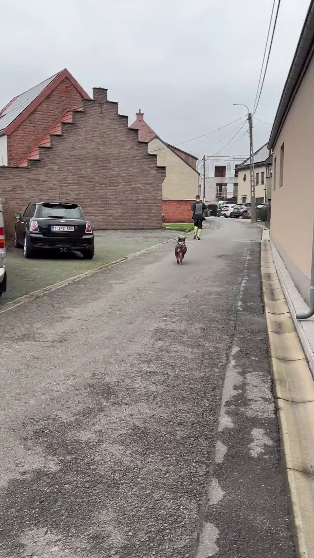 Amerikaanse Bully honden ter dekking: American Bully standaard dekreu  - Video 1