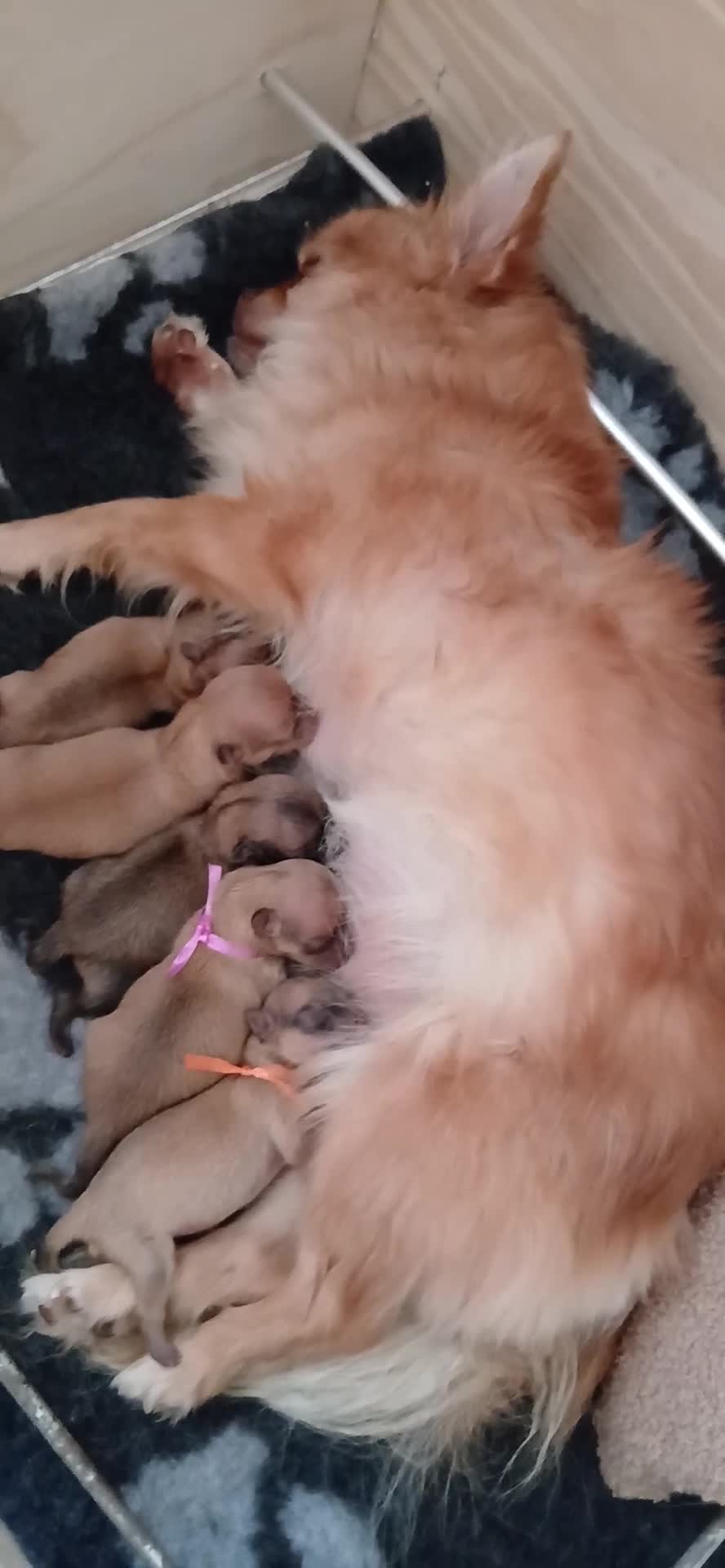 Pomchi honden te koop: Te koop - prachtige pomeriaan pups - Video 2