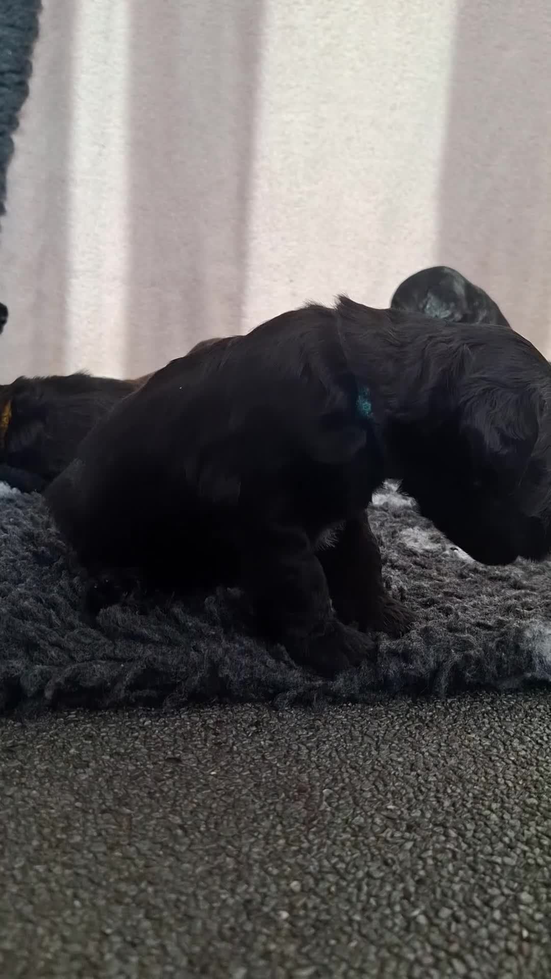 Labradoodle honden te koop: Labradoodle pups - Video 1