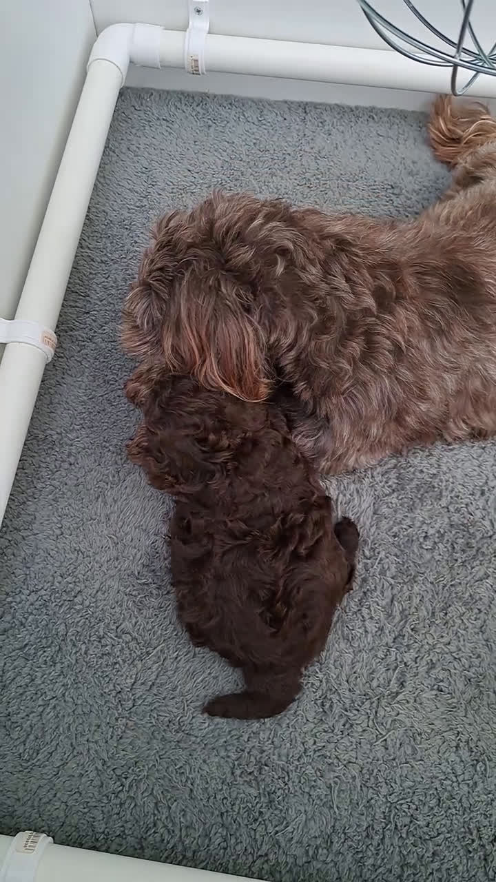 Shihpoo honden te koop: Choco shihpoo puppy teefje x toypoedel - Video 5