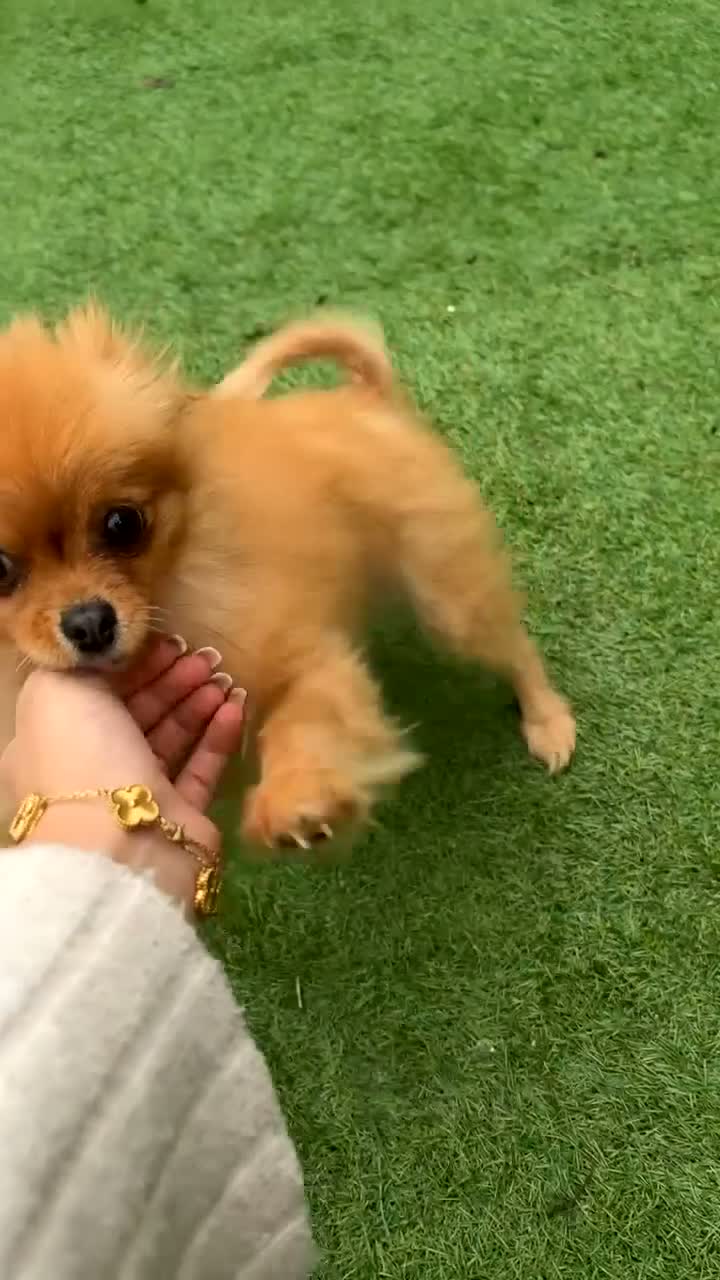 Pomeriaan honden te koop: Pomeriaan puppy’s  - Video 2